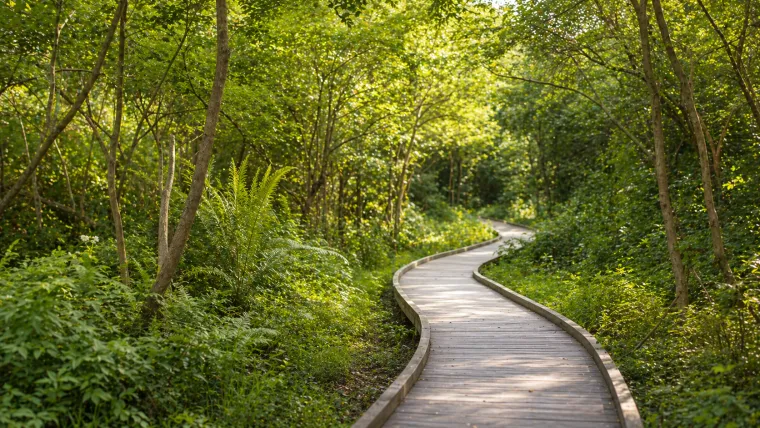 Shaded nature boardwalk through green trees