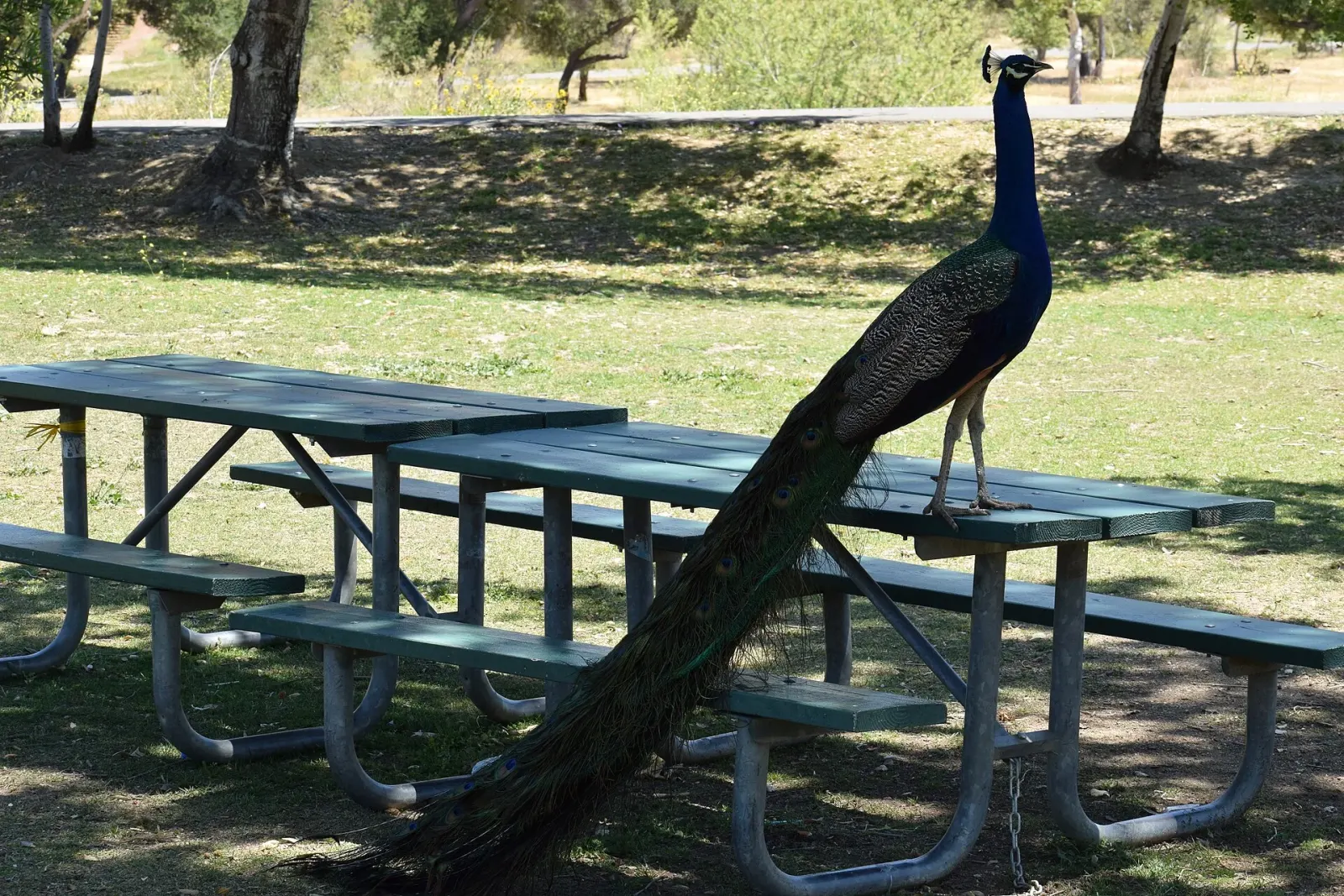 Peacock walking inside Irvine Regional Park in Orange